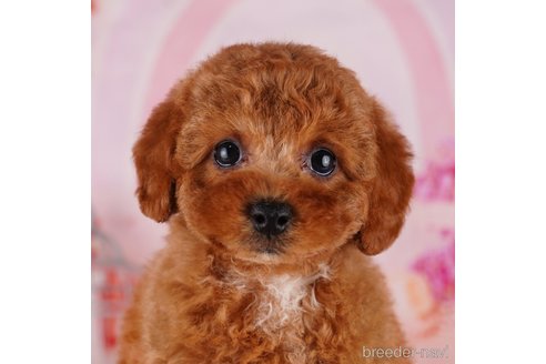 成約済の茨城県のトイプードル-283357